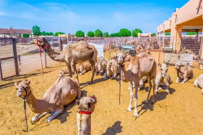 Al Ain Camel Market