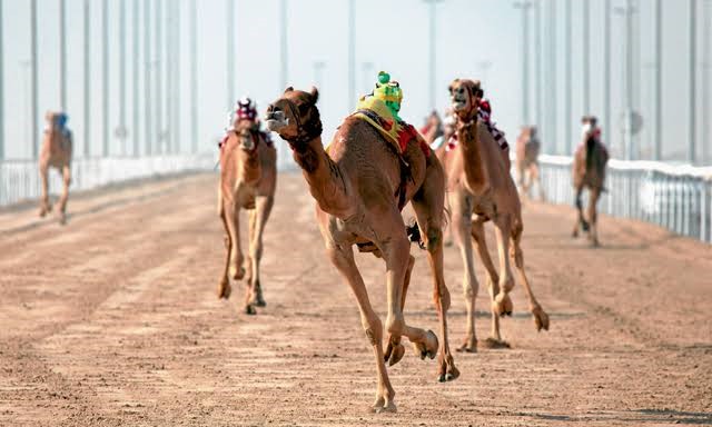 Camel Racing in the UAE