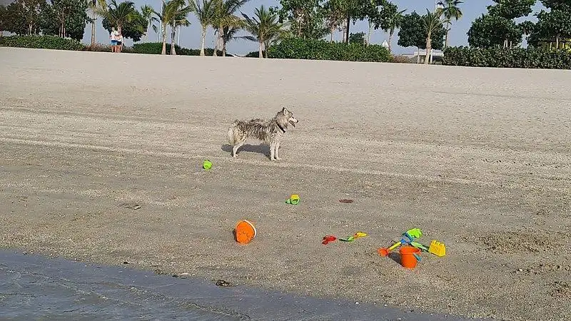 Dubai's First Dog-friendly Beach