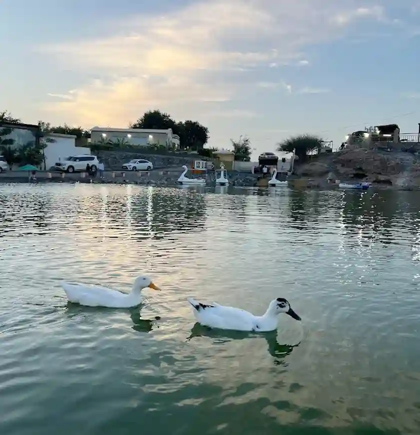 Hatta Swan Lake